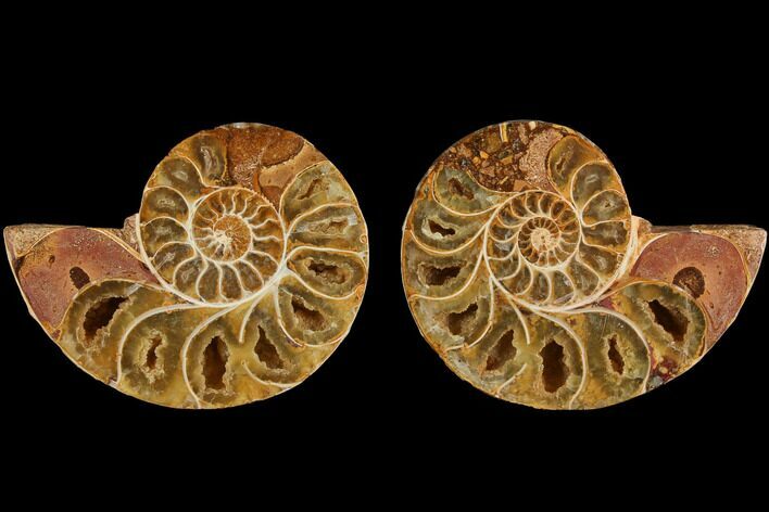 Cut & Polished, Agatized Ammonite Fossil (Pair)- Jurassic #110764